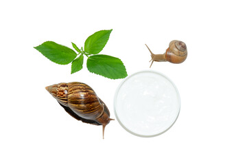 Skin care. Snails explore green leaves near a clear dish filled with skincare product, PNG © Atlas