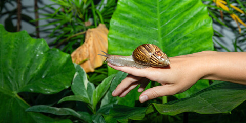 Giant African snail explores hand gracefully while surrounded by vibrant green leaves © Atlas