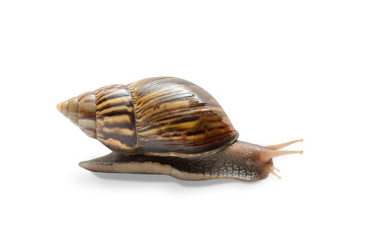 Snail glides across surface in serene setting, PNG