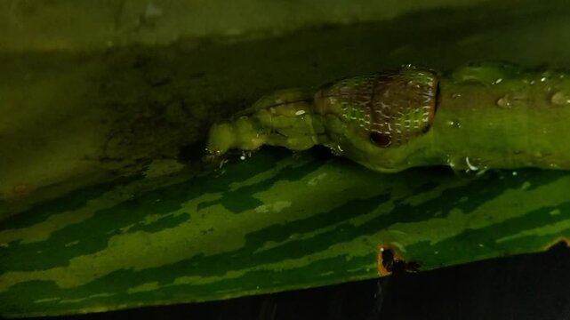Close up of a wet green caterpillar with rain drops on a leaf Horizontal Video 16:9 rasio