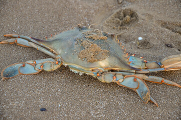   Italy, Barletta, April 16, 2026, dead crab on the beach in Barletta © Pawel Filusz