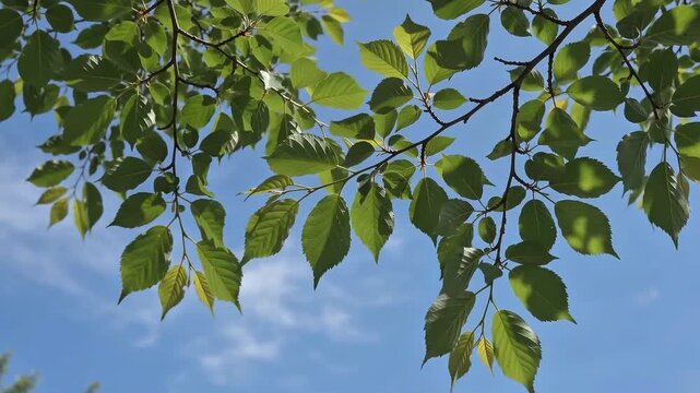 Lush green leaves on tree branches against a clear blue sky with soft white clouds on a beautiful sunny spring day in the park