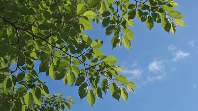 Bright green leaves on a tree branch against a clear blue sky with sparse clouds on a sunny day, evoking a sense of nature and tranquility