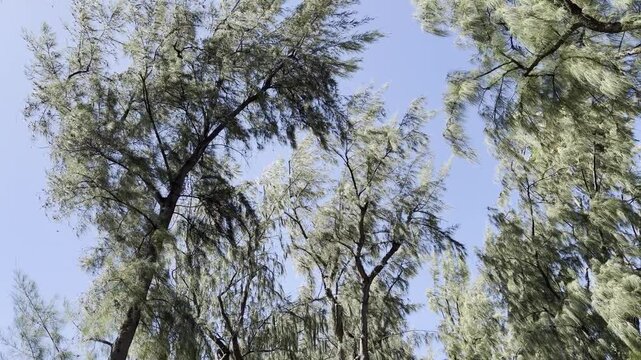  Casuarina equisetifolia, coastal she-oak, horsetail she-oak, ironwood, beach sheoak, beach casuarina, whistling tree or Australian pine.  Honolulu, Oahu, Hawaii.
