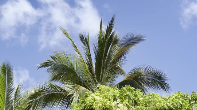 Coconut palm tree (Cocos nucifera) with Rainbow Shower Tree (officially Cassia x nealiae). City of Honolulu, Oahu island, Hawaii.