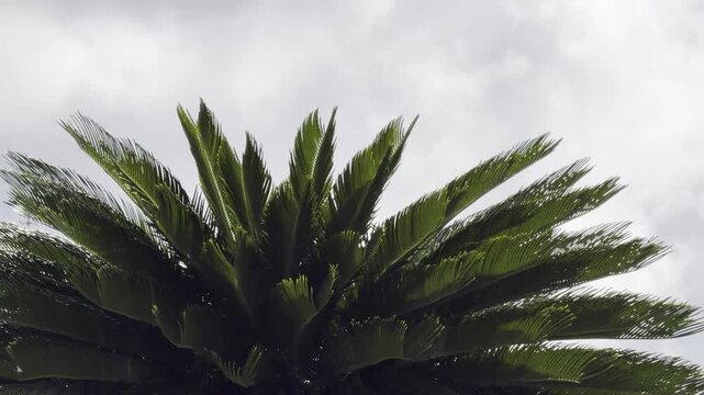 Cycas revoluta (Sotetsu, sago cycad, sago palm, king sago, Japanese sago palm) is a species of gymnosperm in the family Cycadaceae。 Honoulu, Oahu, Hawaii