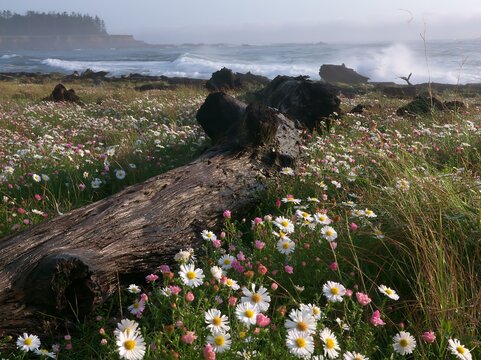 Ishikawa coastal meadow storm washed driftwood in grass and flowers