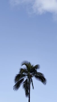 Coconut palm trees. The coconut (Cocos nucifera) is a member of the palm family (Arecaceae) and the only living species of the genus Cocos. Waikiki, Honolulu, Oahu, Hawaii