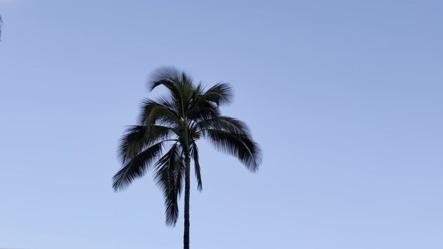 Coconut palm trees. The coconut (Cocos nucifera) is a member of the palm family (Arecaceae) and the only living species of the genus Cocos. Waikiki, Honolulu, Oahu, Hawaii