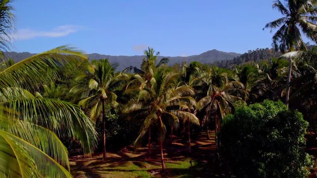 Aerial view of lush tropical palm trees and dense vegetation under a clear blue sky in Palawan, Mimaropa, Philippines.