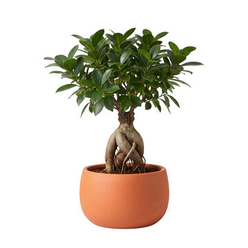 Potted ficus microcarpa bonsai tree with thick roots in an orange ceramic pot isolated background container