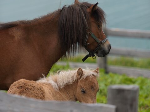 Brown mare horse and cute little foal standing in a pasture with countryside
