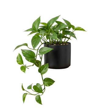 Green pothos houseplant in a black ceramic pot isolated on a white background with houseplant botanical container