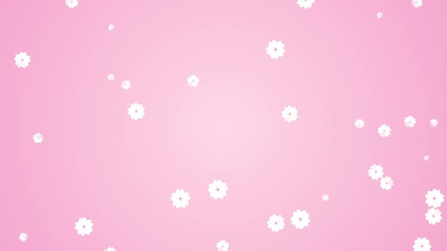 Pink background with falling white cherry blossom petals