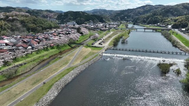 Cherry blossoms along the Hii River in spring, Shimane Prefecture, Japan