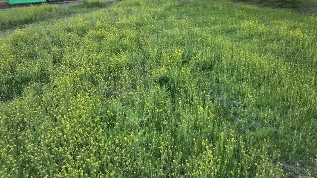 Rapeseed flowers along the Shimanto River near Irida in Kochi, Japan