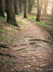 Obraz premium A road in a forest, forest background