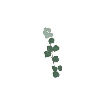 Green eucalyptus leafy branch vector illustration isolated on white background