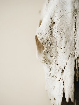 Natural aged cow cranium showing texture and weathered bone structure featuring organic patterns of decay that represent wildlife mortality in the wild terrain found across the vast open desert