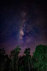 Fototapeta premium Milky Way Galaxy Core Rising Over Forest Tree Silhouettes at Night