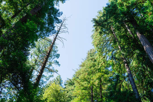 view of trees with blue sky