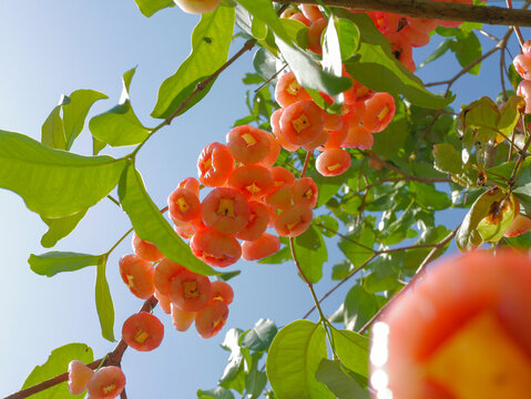 Jambu Air. Water apple or watery rose apple is a tropical fruit scientifically known as Syzygium aqueum. Widely cultivated in Indonesia, it has crisp, juicy flesh and a refreshing taste.