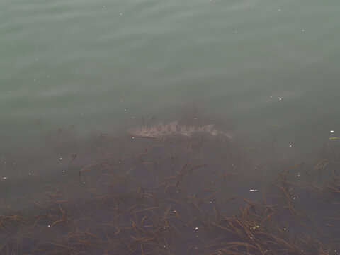 Leopard Shark Swimming In Shallow Water Moss Landing