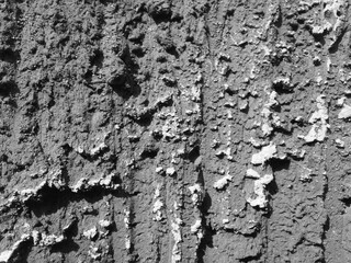 Close-up macro black and white photograph of extremely rough and weathered concrete or stucco wall surface with salt efflorescence © L1ppe