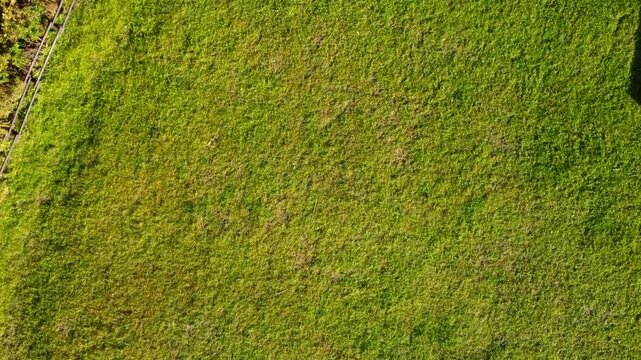 Green grass viewed from above, creating a simple natural background with fresh lawn texture and open green space.