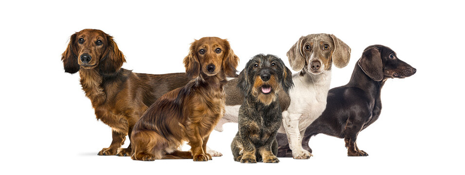 Group of dachshunds standing together illustrating breed diversity