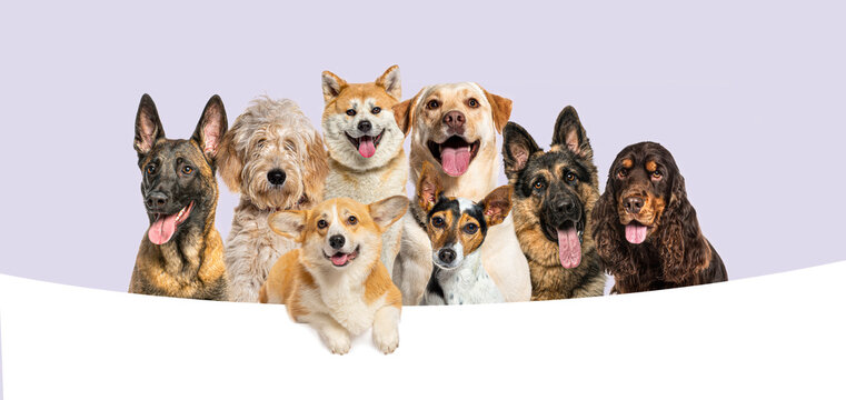 Diverse group of happy domestic dogs looking at camera