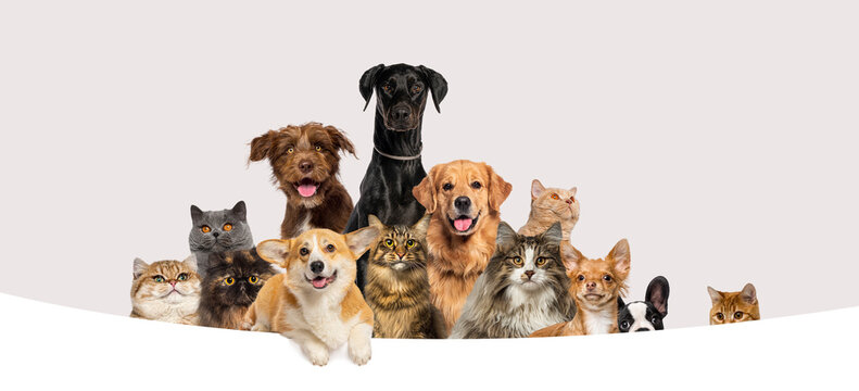 Group of pets looking at camera peeking over banner