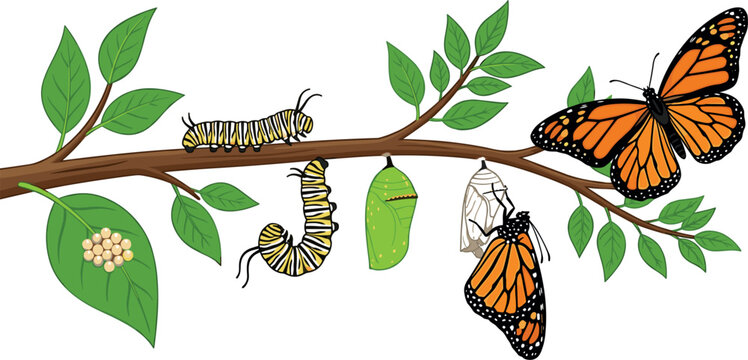 Monarch Butterfly Life Cycle Metamorphosis Infographic with Egg Caterpillar Chrysalis Pupa and Flying Adult Insect on Plant Branch Vector Illustration