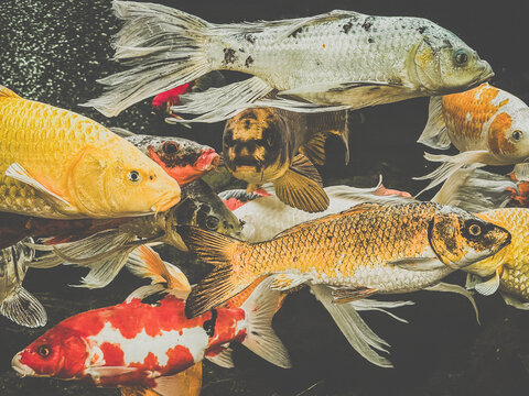 Vibrant group of koi fish swimming underwater together