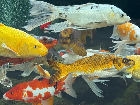 Swimming koi fish in crowded garden pond