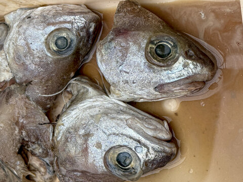 Fish heads soaking in water from market preparation