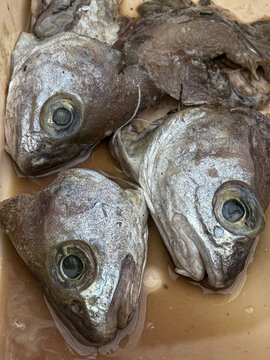 Raw fish heads soaking in liquid for culinary use