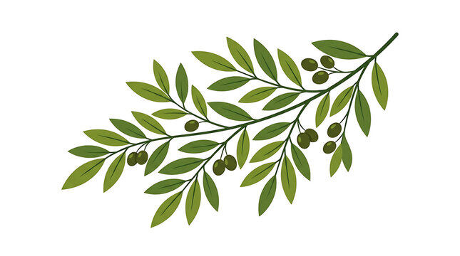 Green olive branch vector illustration isolated on white background