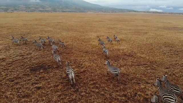 Wild zebra herd running across African savanna, aerial view of zebras migrating through dry grassland, wildlife safari drone footage