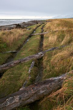 Ishikawa coastal meadow storm washed driftwood along the shore