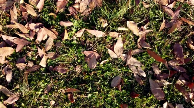 Dry autumn leaves swirl and dance in the wind over green grass as the view smoothly rotates, creating a dynamic seasonal background with colorful fall foliage.