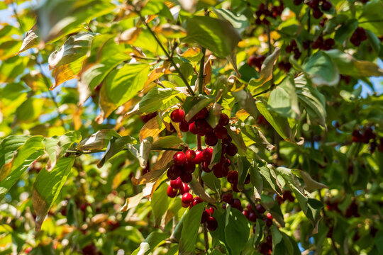 Ripe red Cornelian cherry fruits growing in clusters among green leaves in warm sunlight. Close-up of Cornus mas fruit on a tree in late summer.