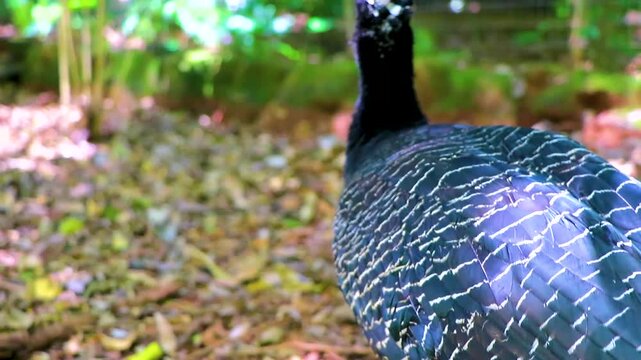 Rare large tropical bird walking through protected Parque das Aves Brazil.