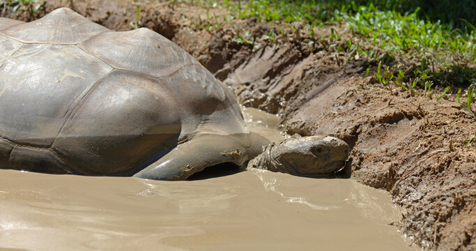Giant Galapagos Tortoise Cooling Off in a Muddy Water Hole