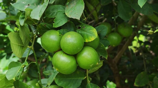 Close Up of Green Lime Fruits Growing on Tree