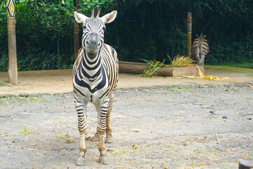 Naklejka premium Zebra Staring at Camera in Taman Safari Bogor Indonesia Safari Park Wildlife Conservation