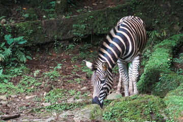 Naklejka premium Zebra Grazing in Lush Habitat at Taman Safari Bogor Indonesia