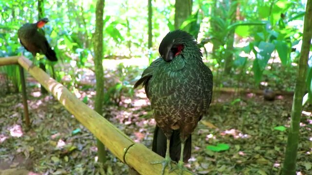 Dusky Legged Guan Penelope obscura preening on branch at Parque das Aves Brazil.