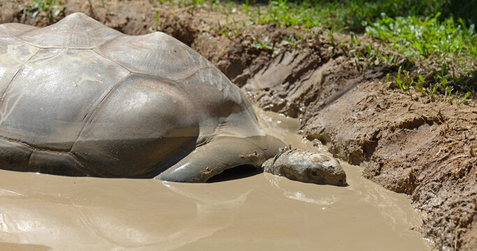 Giant Tortoise Cooling Off in a Muddy Water Hole