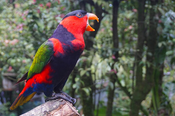 Obraz premium Black-capped Lory Parrot Squawking at Taman Safari Bogor Indonesia